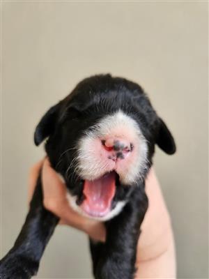 Boxer Doodle Puppies