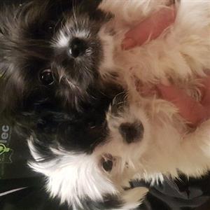 Maltese pups
