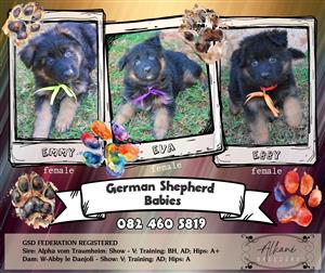 Bred for Excellence. Built for Loyalty. German Shepherd Puppies