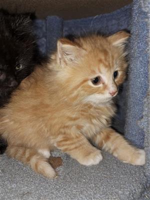 Kittens available 