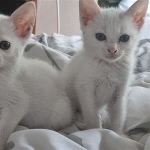 Siamese kittens