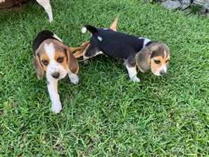 Beagle Puppies