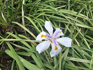 Dietes grandiflora (fortnight lily)