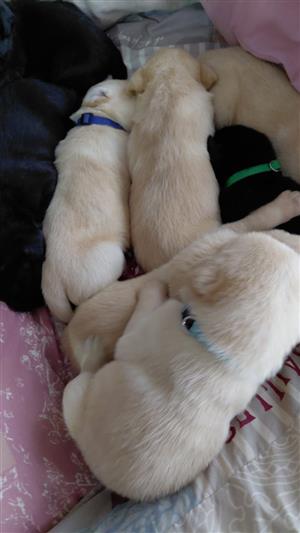 Labrador Puppies (Purebred) 