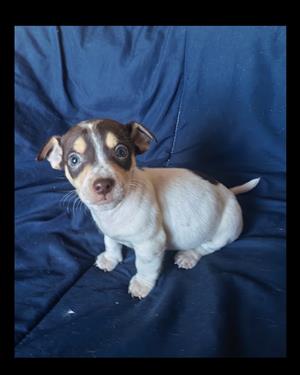 Jack Russel pups