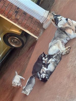 Husky puppies 