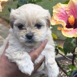 Mini Maltese pups