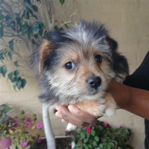 Miniature Yorkie 