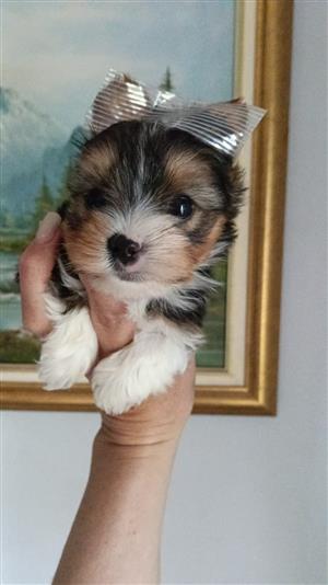 Yorkies beskikbaar 