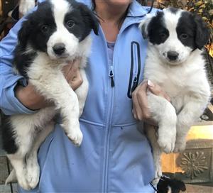 pedigree collie puppies for sale