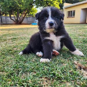Border collie