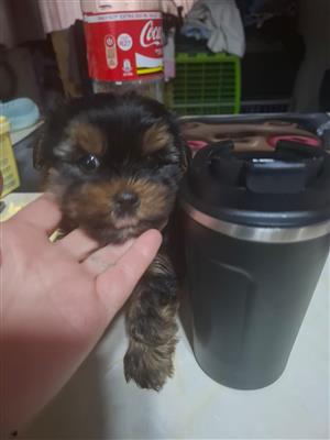Yorkie male puppy 