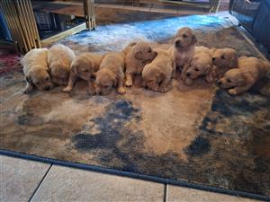 Golden Retriever purebreed Puppies 
