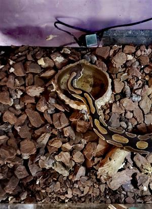 Ball Python Including Enclosure For Sale