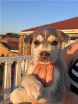 Husky Puppys