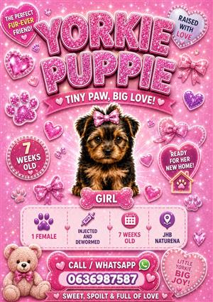 YORKIE  PUPPIES 