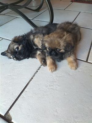 2 male Pekingese puppies for sale