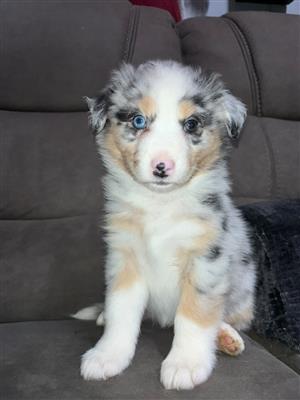 Australian shepherd 
