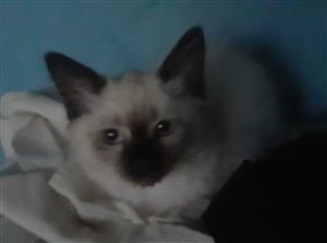Siamese Kittens