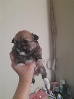 Toypom cross pikanease puppies for sale