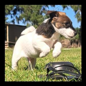 Fox Terrier puppies for Sale