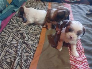 1 reun en 2 tefie pekingese/ yorkie puppies 