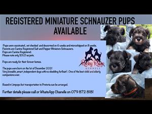 Registered Miniature Salt and Pepper Schnauzer pups available 