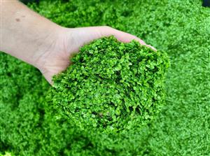 Food For Fish & Aquatic Animals - Duckweed