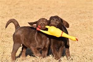 KUSA Registered chocolate Labrador puppies for sale