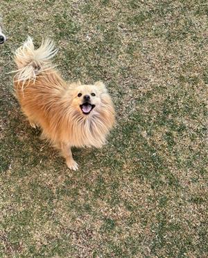 Pure bred male pomeranian puppy. 1yr old fully vaccinated, Relocation sale. 