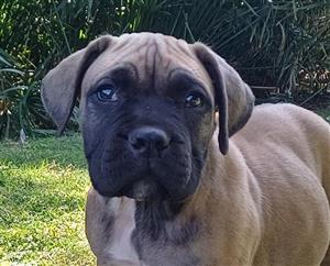 Bullmastiff puppies