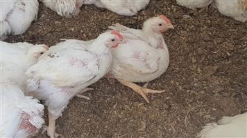 Live Broiler chickens for sale
