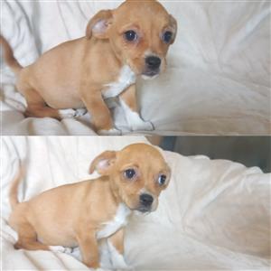 Chiweenie puppies