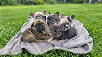 French bulldog puppies