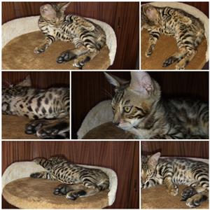 Purebread Bengal Kittens