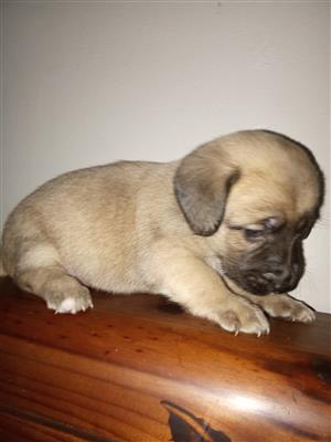 Short legged dachshund cross Jack Russell puppies.
