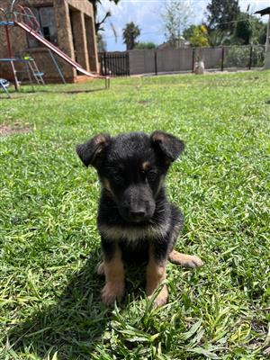 German shepherd x husky puppies