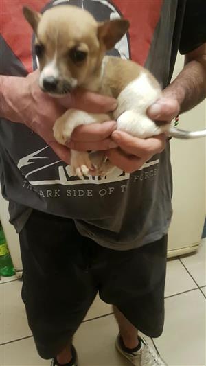Jack. Russell pintcher