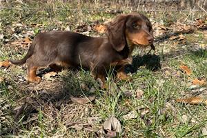 Dachshund-Mini puppies for sale