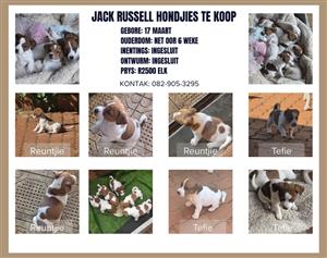 PUREBRED SHORT LEG JACK RUSSEL PUPPIES FOR SALE