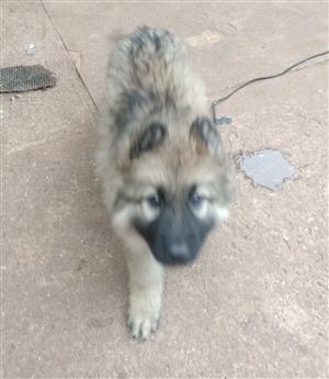 German shepherd Puppy