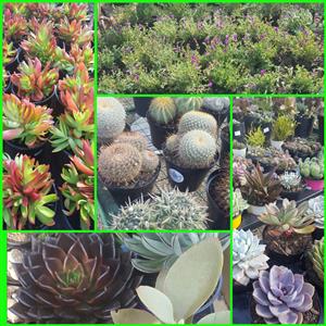 Cacti and Succulents for sale  Roodepoort
