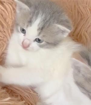 Kittens 