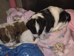 2 x Yorkie /Jsck russel mix.Vaccines up to date.
