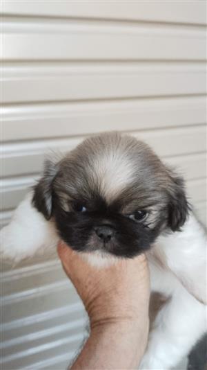 Pekingese 