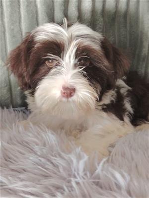Gorgeous morkie boys available 