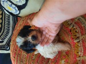 Morkie puppies for sale