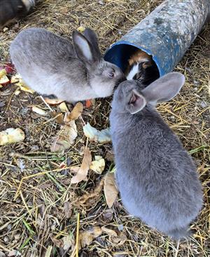 Giant Flemish Rabbits 