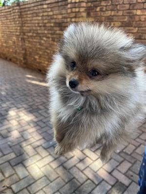 Male Pomeranian available including a starter pack, he is 9 weeks old, vet check