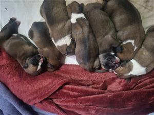 Adorable Boxer Puppies 